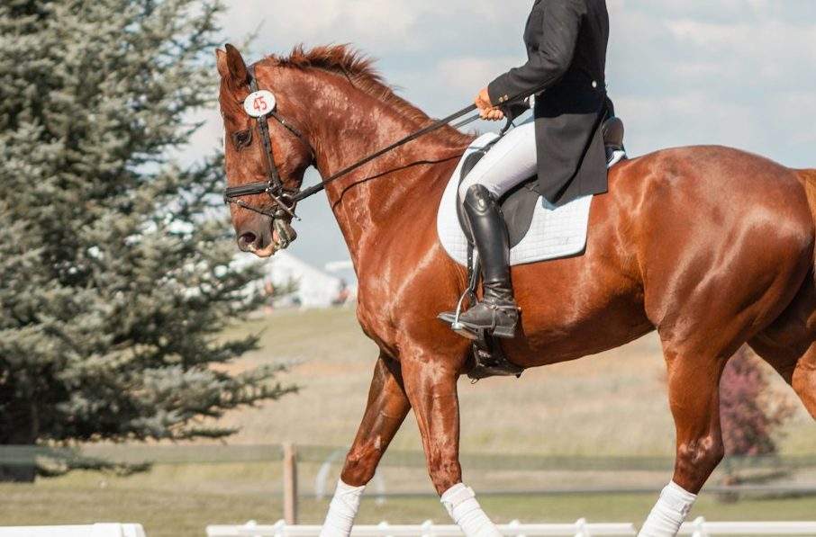 man in black helmet riding brown horse during daytime